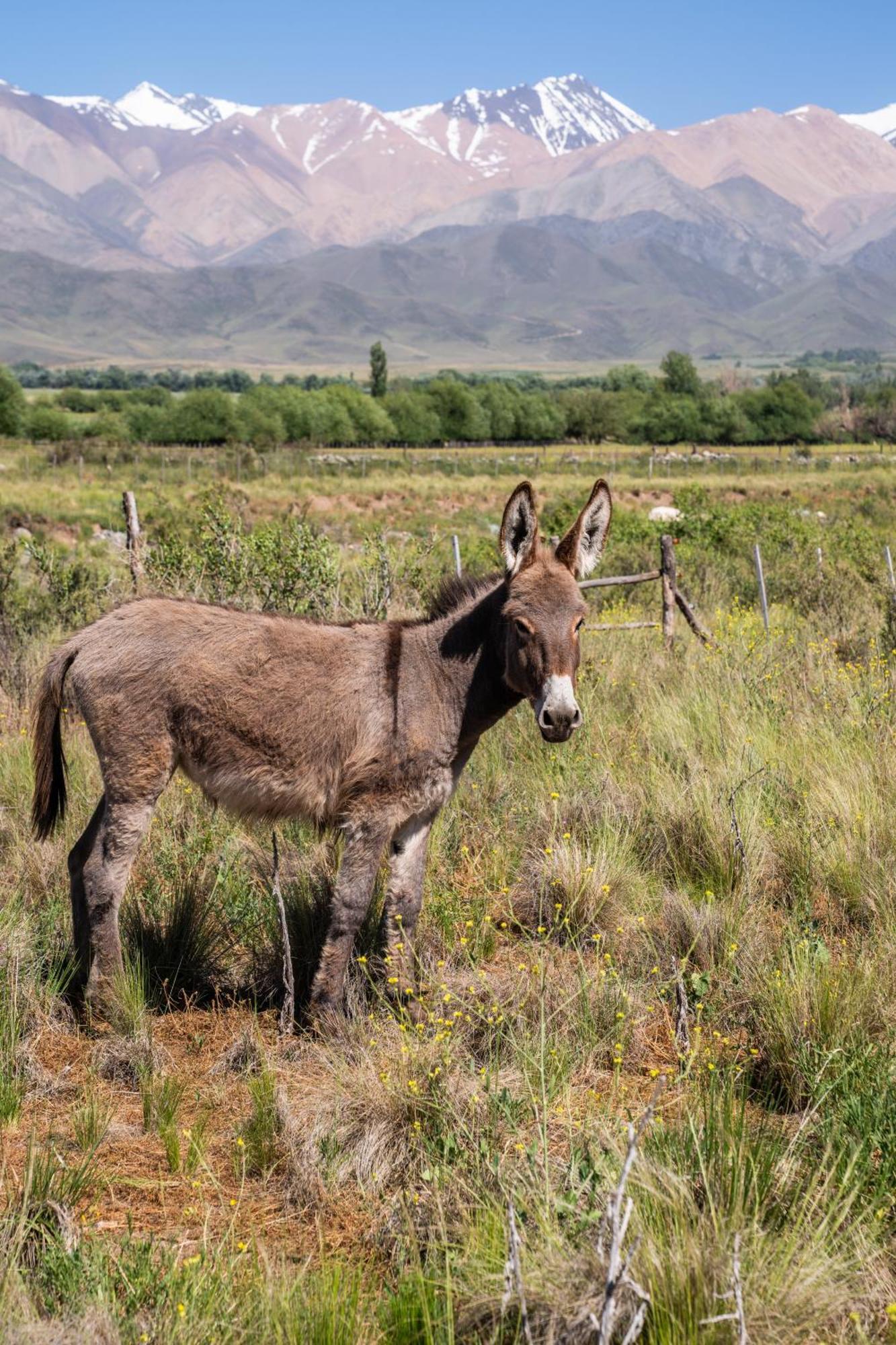 Rancho Adobe Eco Hotel Tupungato Dış mekan fotoğraf