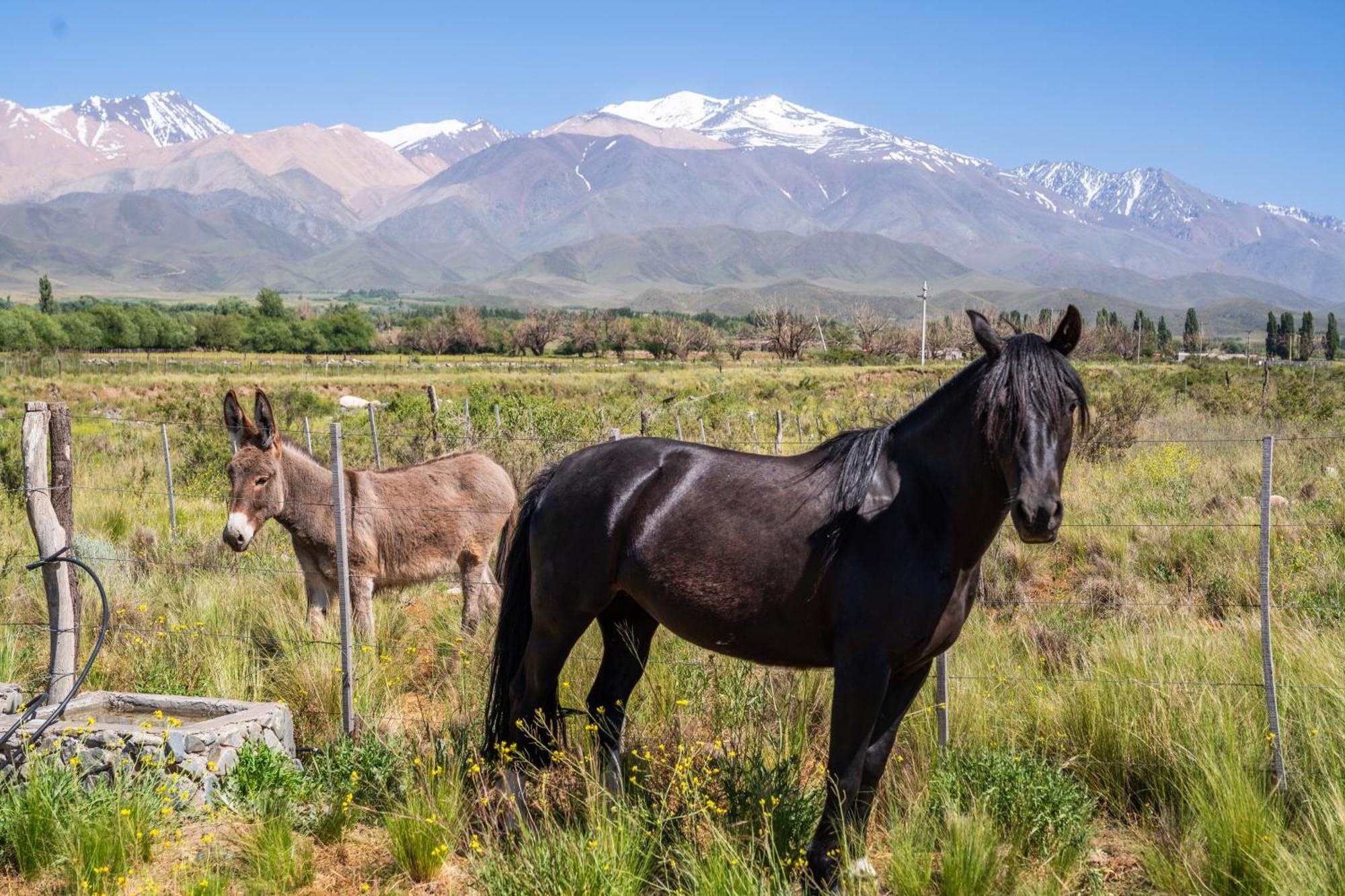 Rancho Adobe Eco Hotel Tupungato Dış mekan fotoğraf